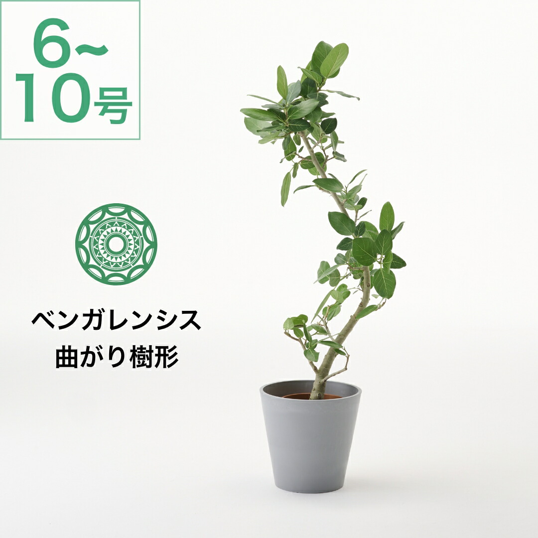 楽天市場】ベンガレンシス 7号の通販